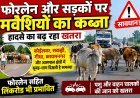 फोरलेन और सड़कों पर मवेशियों का कब्जा, हादसे का बढ़ रहा खतरा!