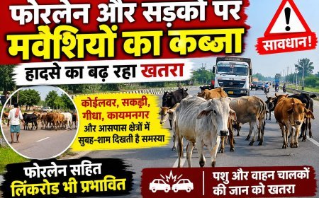 फोरलेन और सड़कों पर मवेशियों का कब्जा, हादसे का बढ़ रहा खतरा!