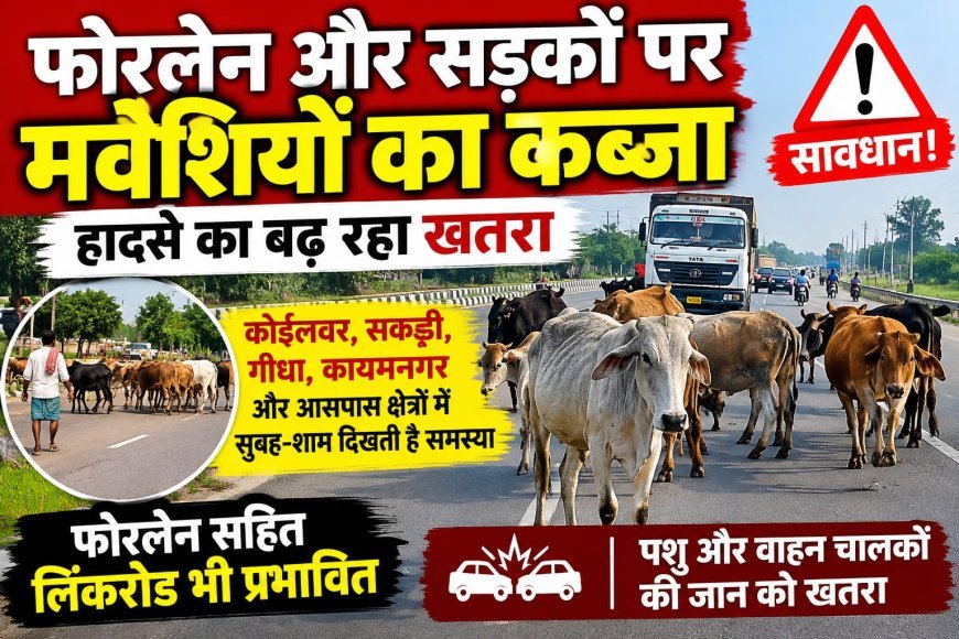 फोरलेन और सड़कों पर मवेशियों का कब्जा, हादसे का बढ़ रहा खतरा!